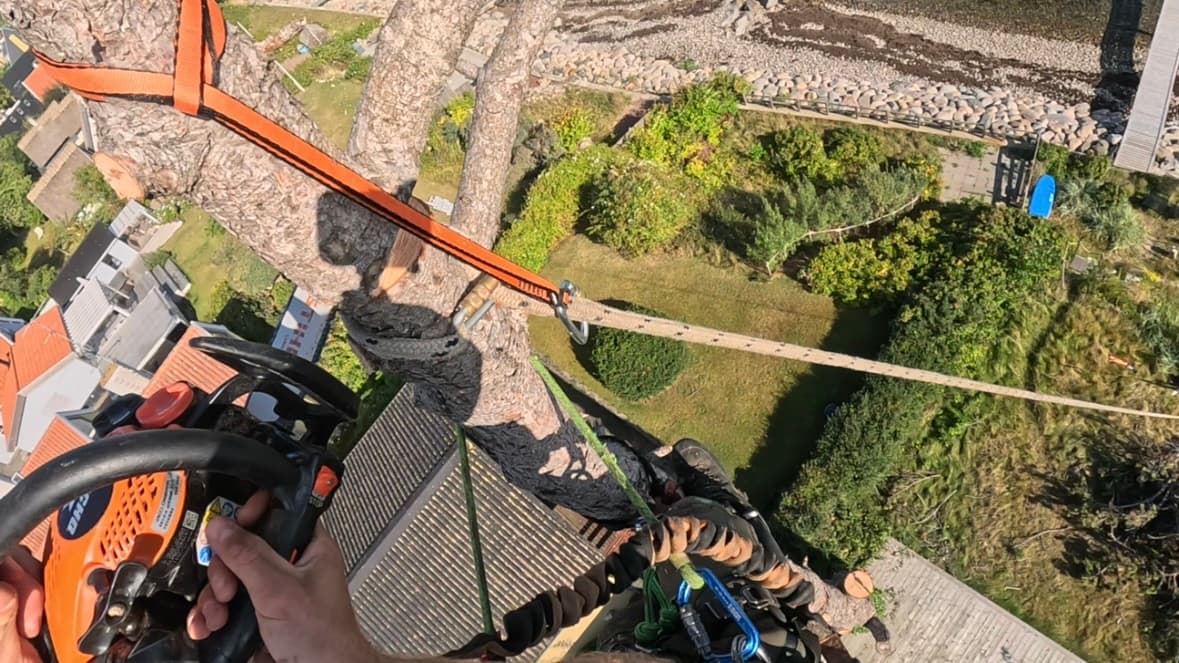 Arborist udfører kontrolleret træfældning med reb og sikkerhedsudstyr