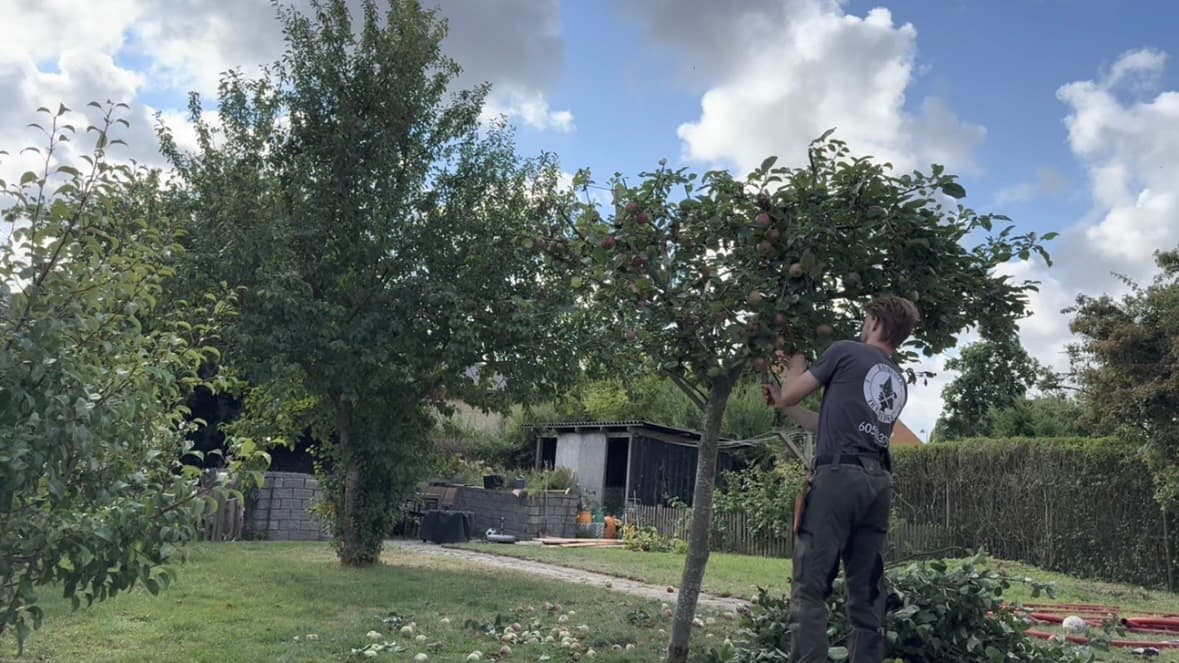 Arborist beskærer et løvtræ fra kronen